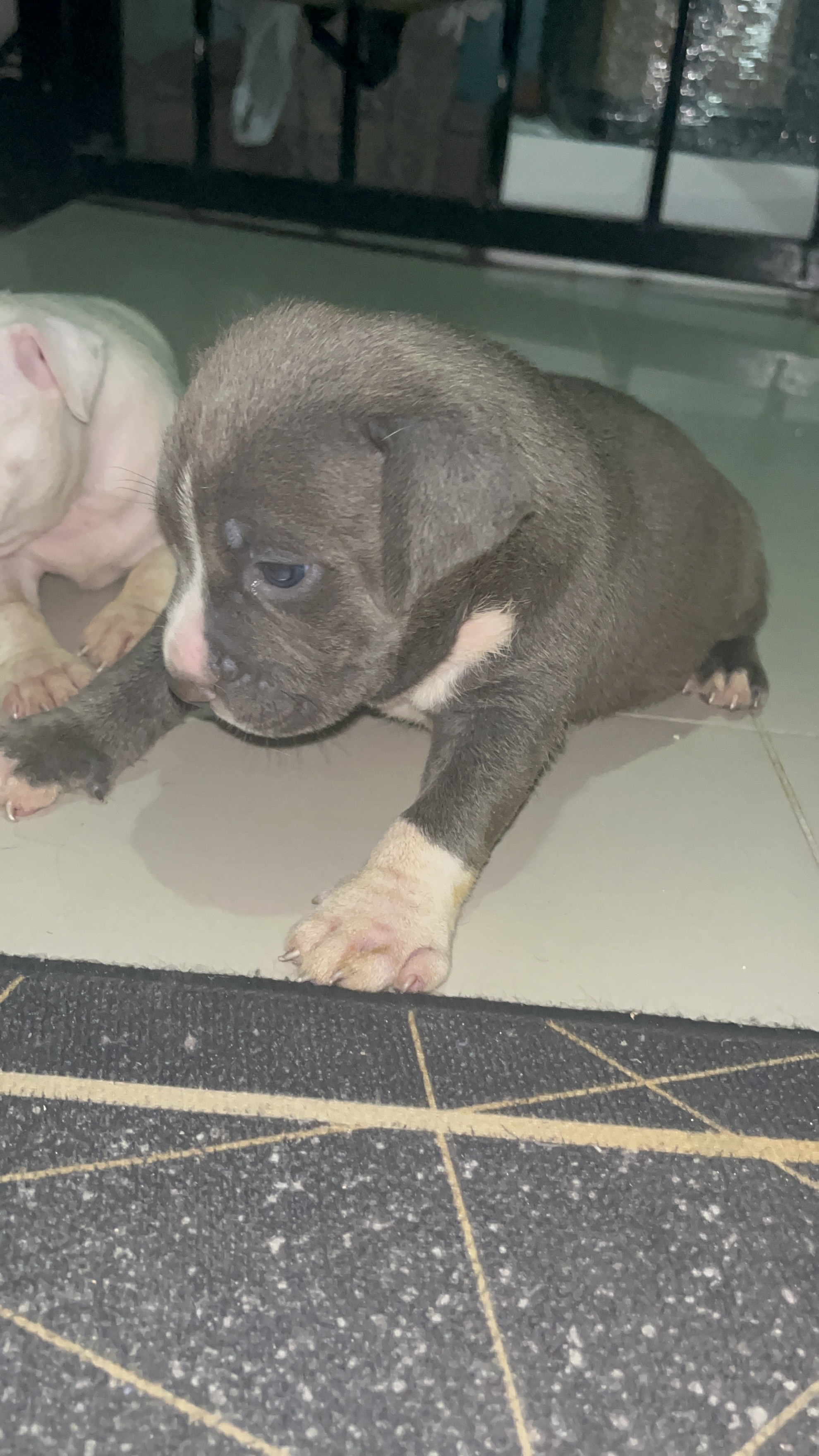 animales y mascotas - Pitbully blue, ambos sexos  8