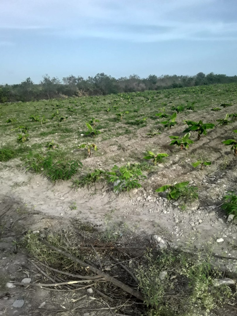 solares y terrenos - Finca de AZUA  3