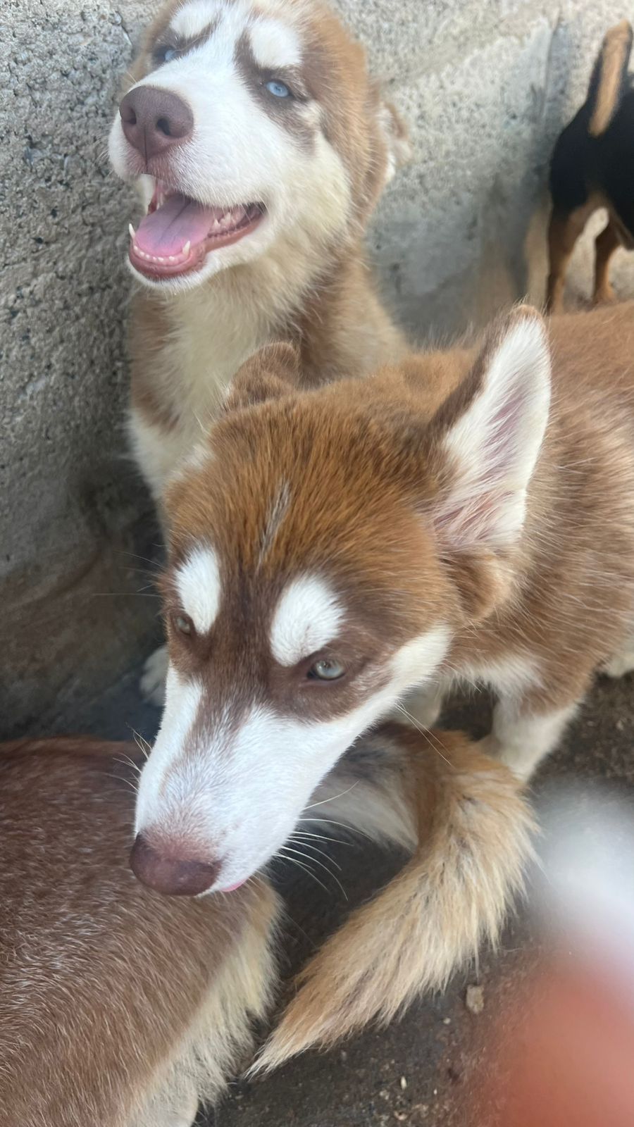 animales y mascotas - A la venta Suberian Husky  1