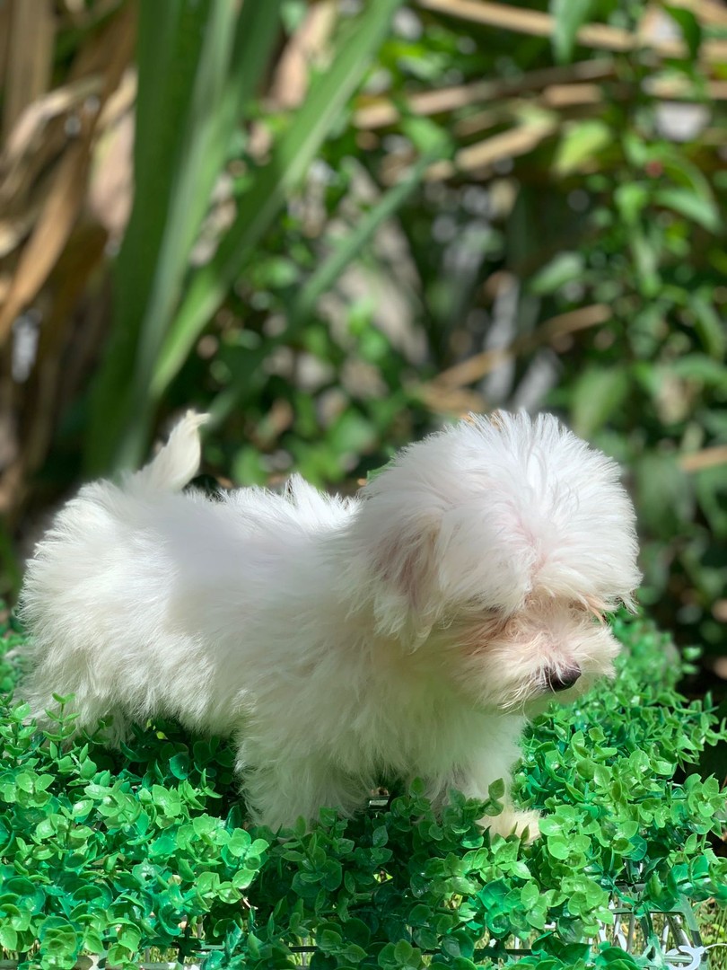 animales y mascotas - preciosos bichon maltes machos y hembras 8