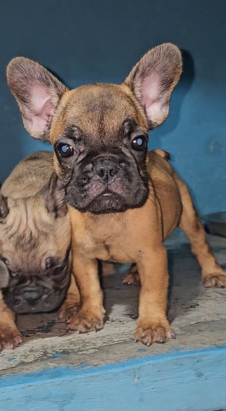 animales y mascotas - Bulldog frances cachorros 1