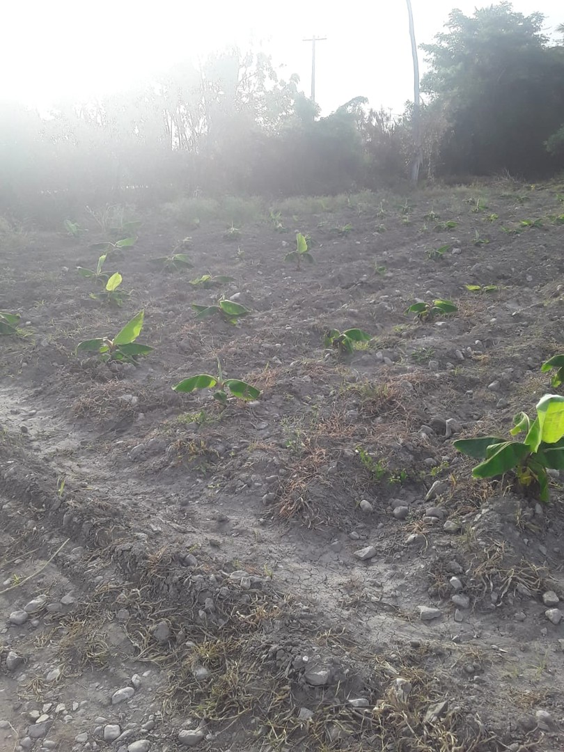 solares y terrenos - Finca de AZUA  5