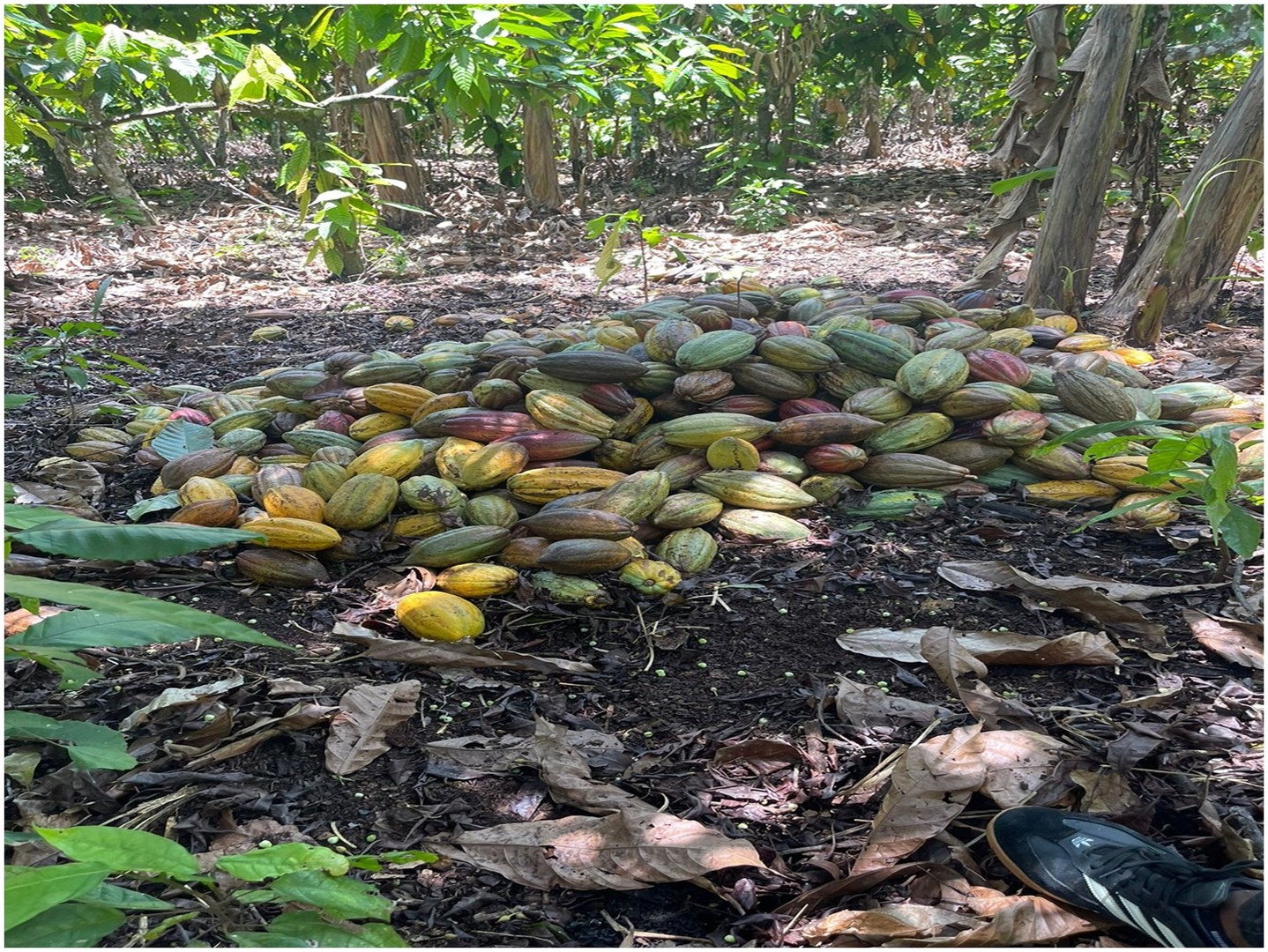 solares y terrenos - Finca 57 TAREAS en Producción de Cacao  + CASA, Guanuma, Santo Domingo Norte
