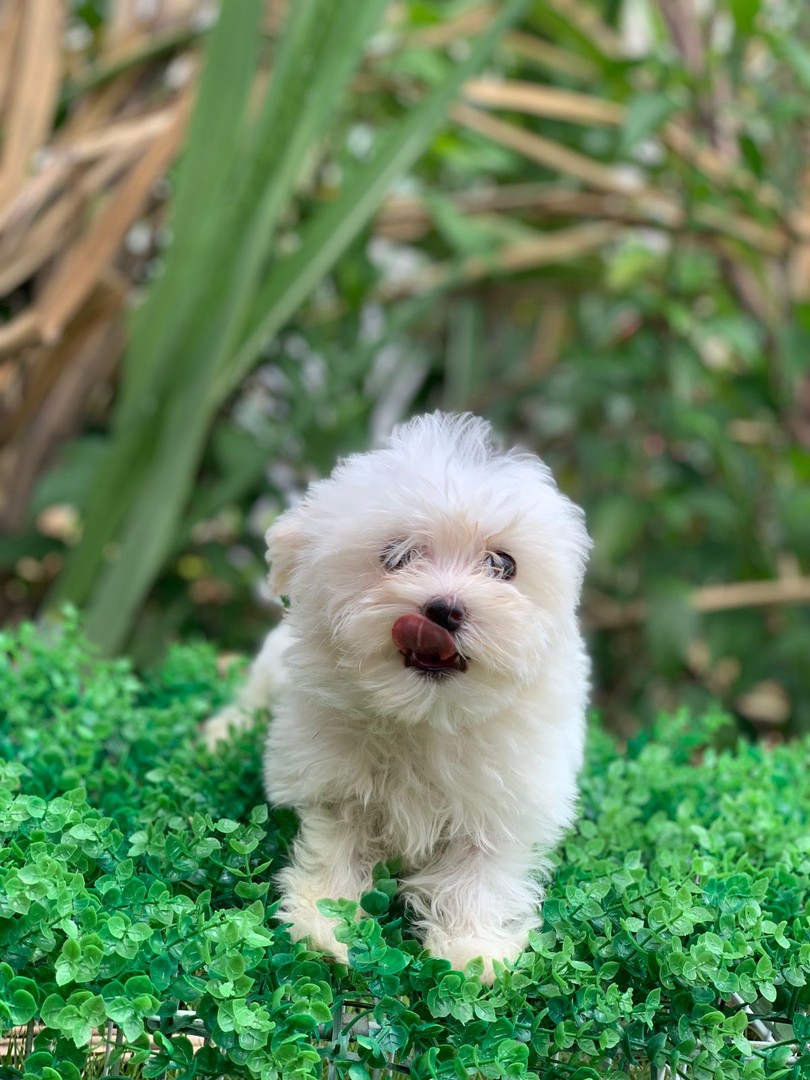 animales y mascotas - preciosos bichon maltes machos y hembras 9