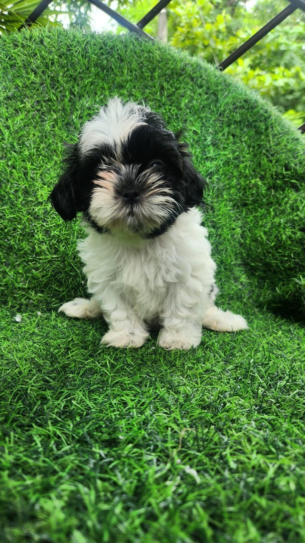 Corotos | OFERTA CACHORRO SHIH TZU HEMBRA Y MACHO EN SANTO DOMINGO Y ...