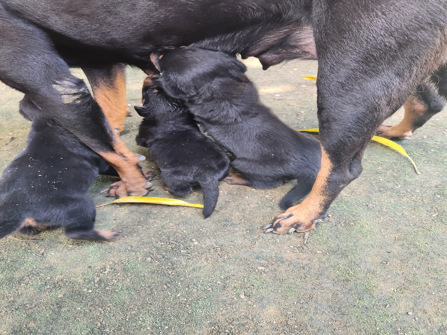 animales y mascotas - Se vende Rottweiler de Raza pura un me de nacido con su primera vacuna $10000