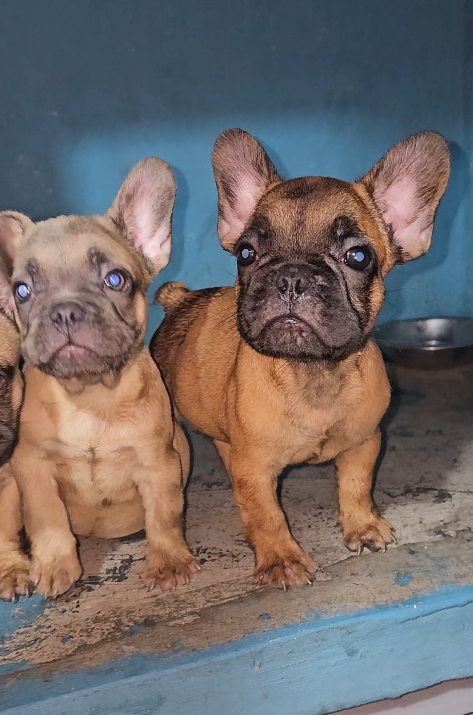 animales y mascotas - Bulldog frances cachorros 2