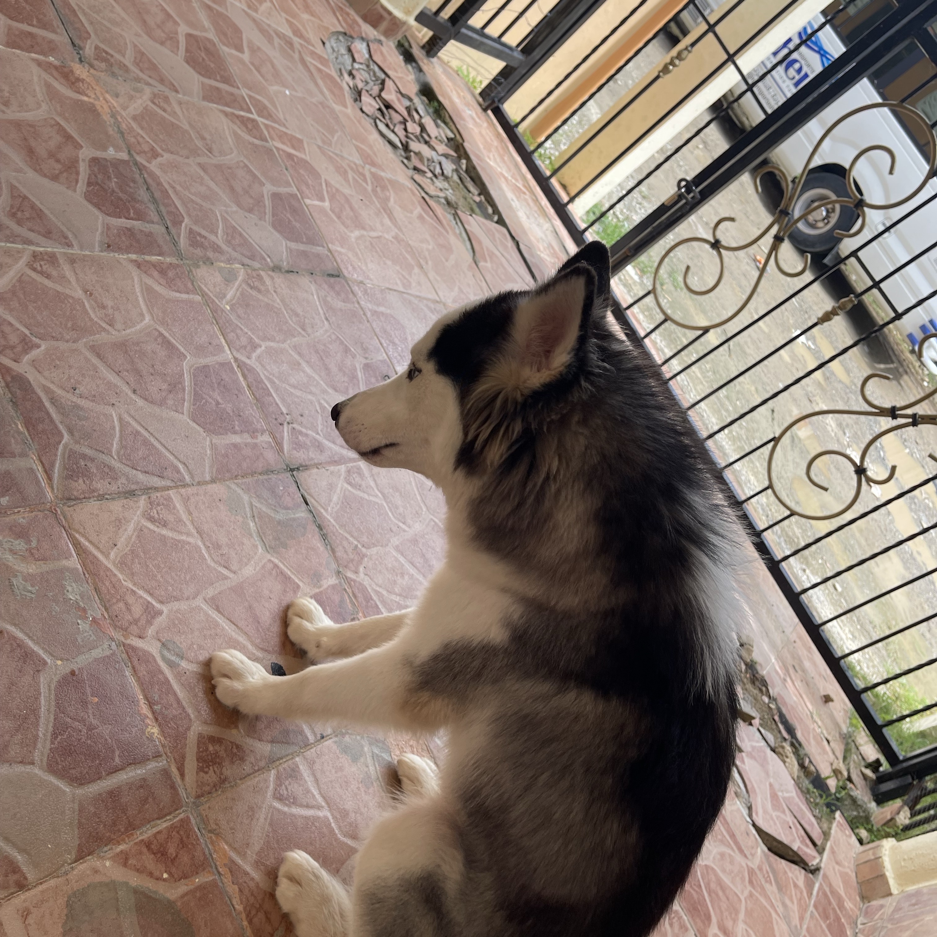 animales y mascotas - vendo pareja de Husky 11 meses no son familia el macho 07/10/23 la hembra 25/10/