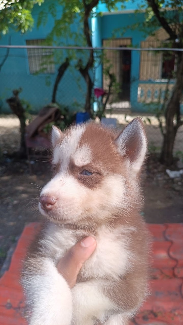 animales y mascotas - Husky siberiano 