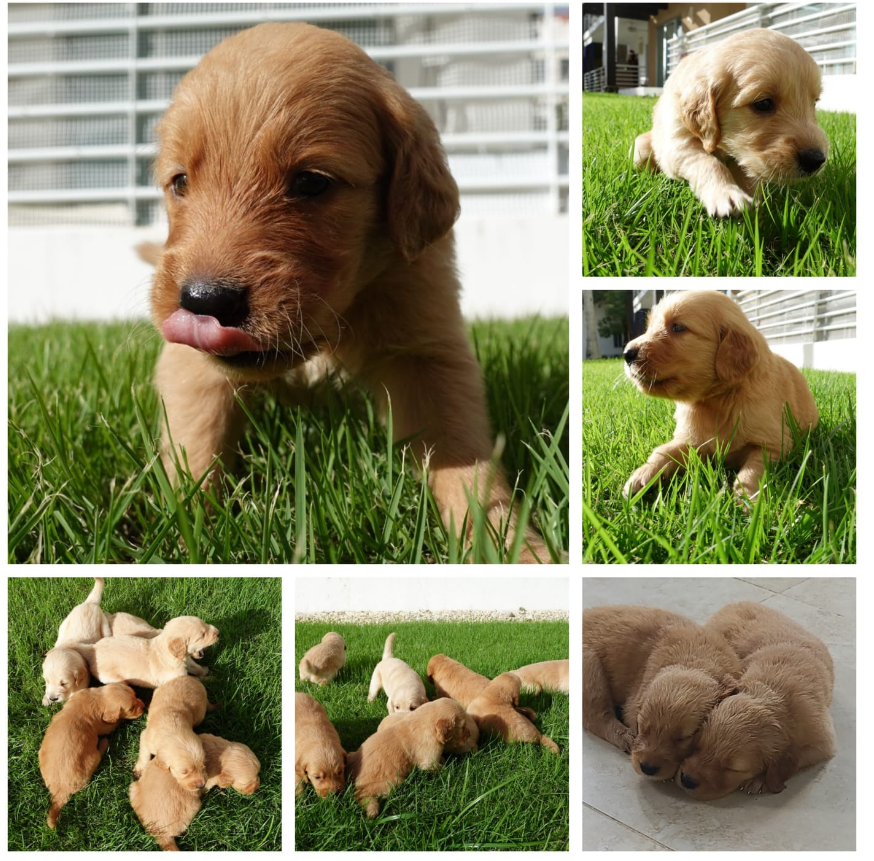 animales y mascotas - Hermosos Golden Retrivers En Venta 4