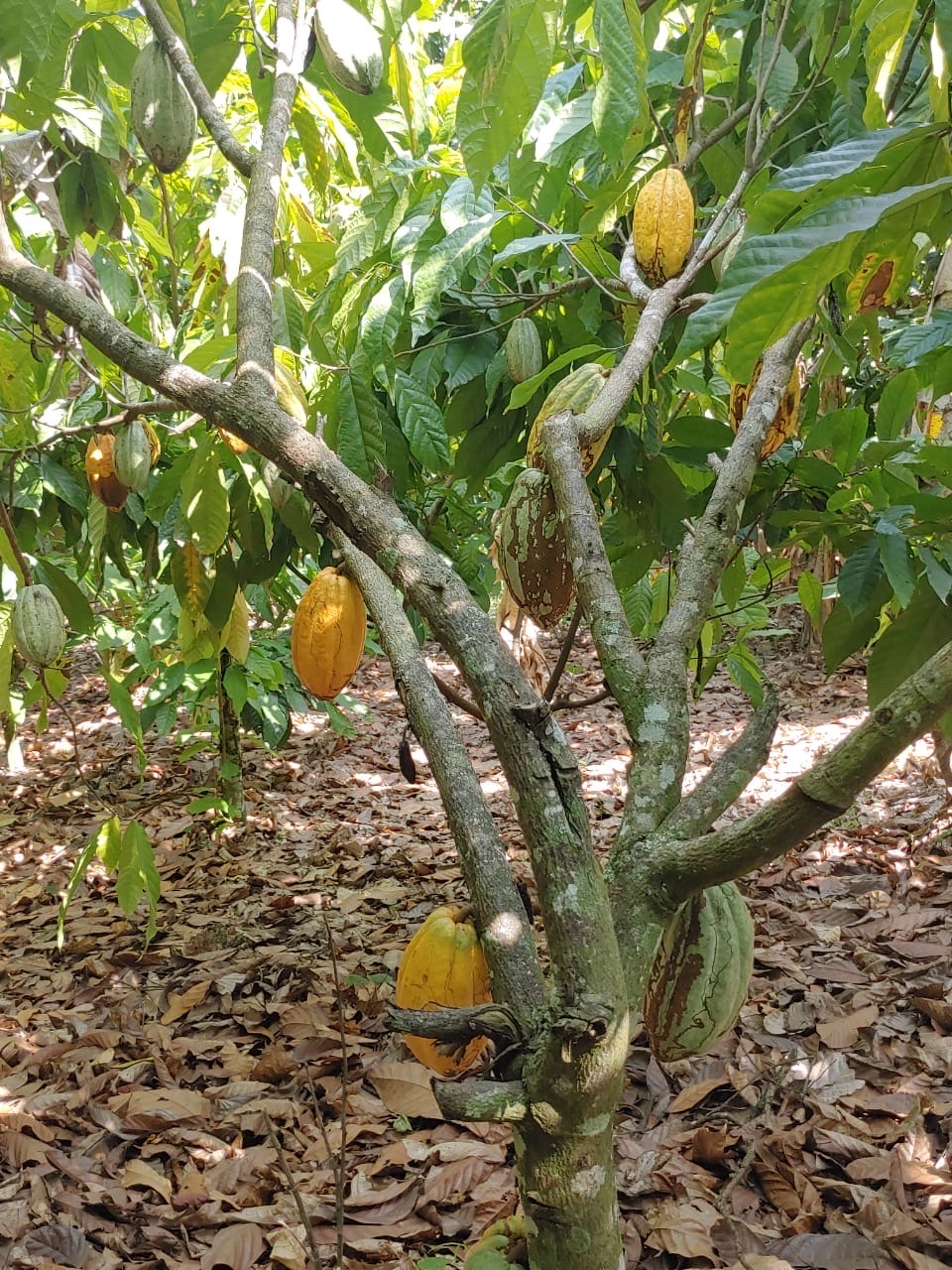 solares y terrenos - Se vende finca de cacao en San Francisco de Macoris con 807 tareas deslindada  5