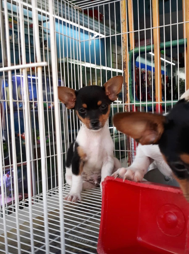 Corotos | OFERTA CACHORRO CHIHUAHUA AMBOS SEXO NUMERO 2 EN SANTO DOMINGO Y  VACUNADOS