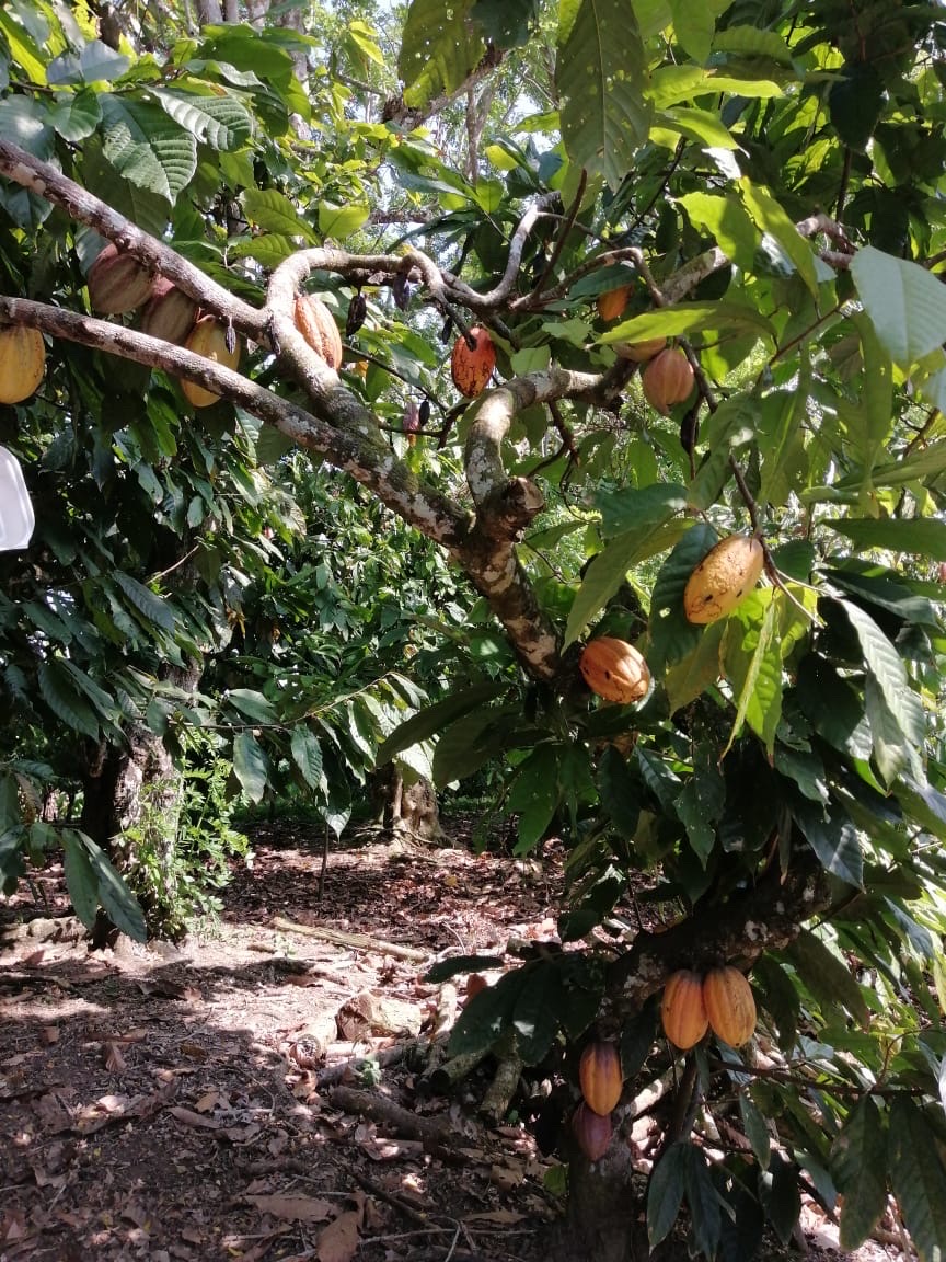 solares y terrenos - Se vende finca de cacao en San Francisco de Macoris con 807 tareas deslindada  6