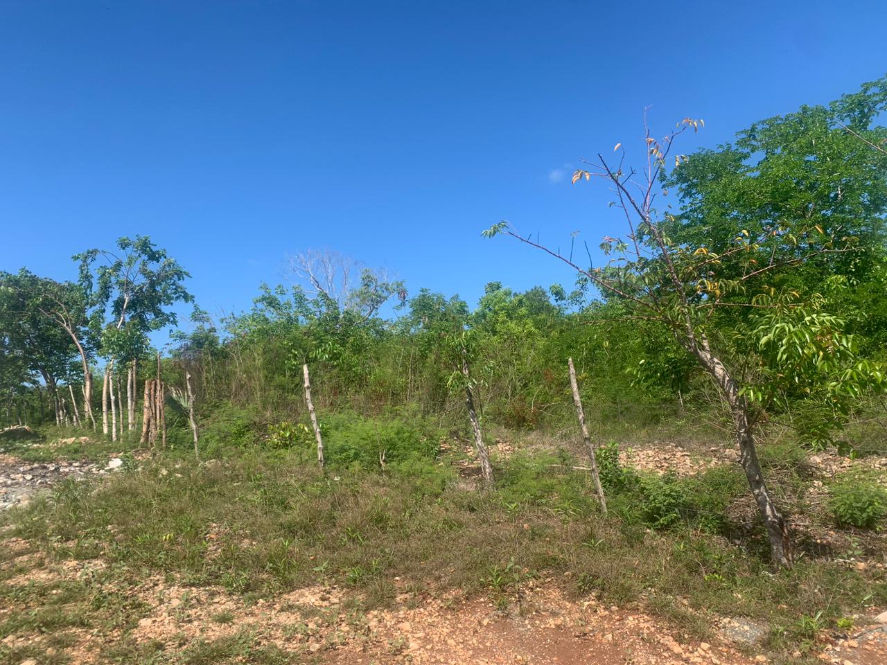 solares y terrenos - Vendo solar de 13 tareas cerca de playa Najayo