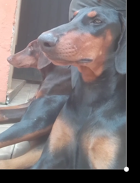 animales y mascotas - Venta de doberman Pincher hembra y macho  1