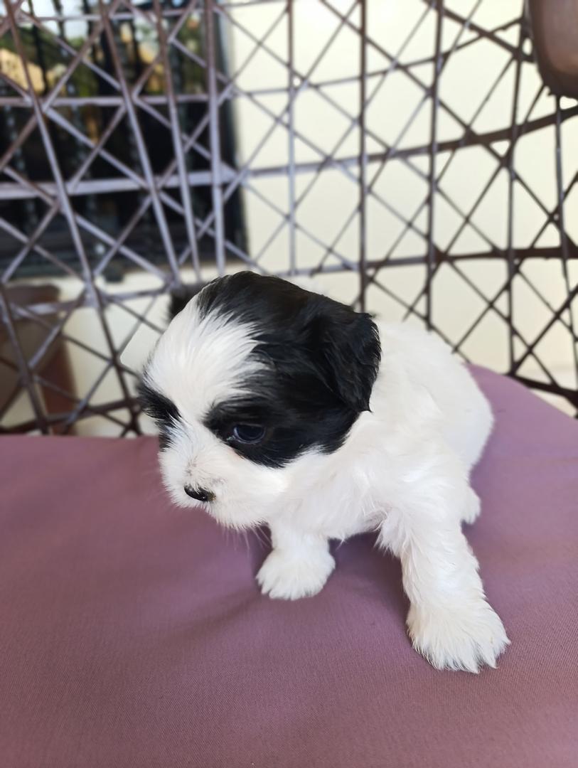 animales y mascotas - ¡Hermoso cachorra de Shih-poo en venta! 2