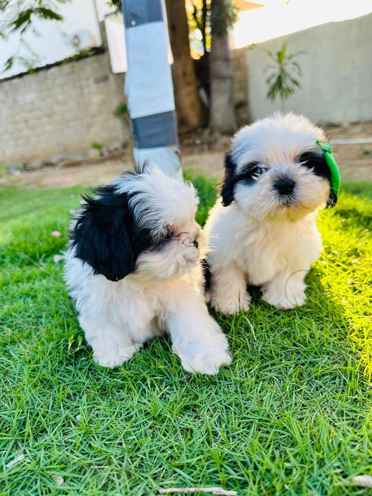 animales y mascotas - hermosos Cachorritos de shipoo mini ambos sexo  4