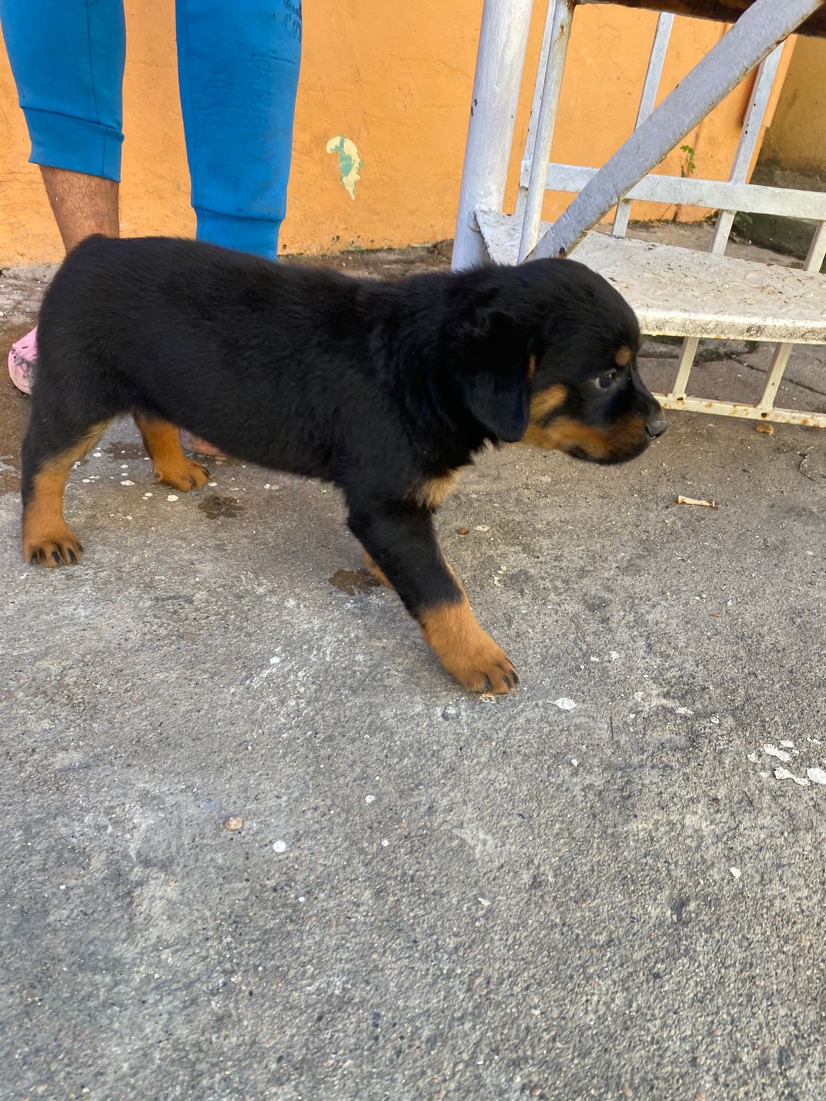 animales y mascotas - Hermosos cachorritos de Rottwailer con pedigree ambos sexo 5