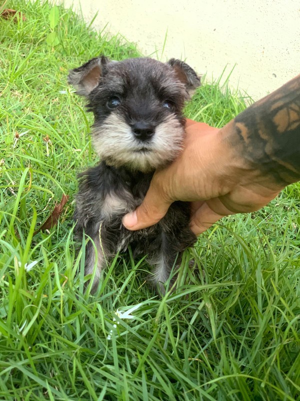 animales y mascotas - schnauzer Mini, negro y sal y pimienta 3