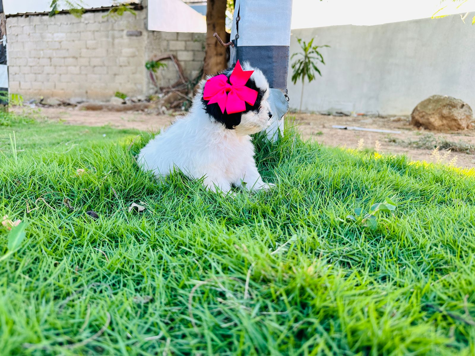 animales y mascotas - hermosos Cachorritos de shipoo mini ambos sexo  2