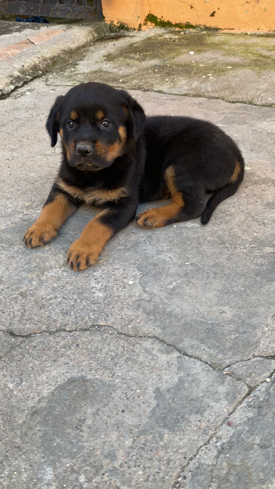 animales y mascotas - Hermosos cachorritos de Rottwailer con pedigree ambos sexo 3