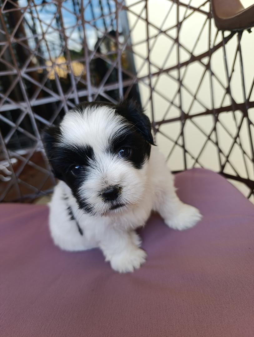 animales y mascotas - ¡Hermoso cachorra de Shih-poo en venta!