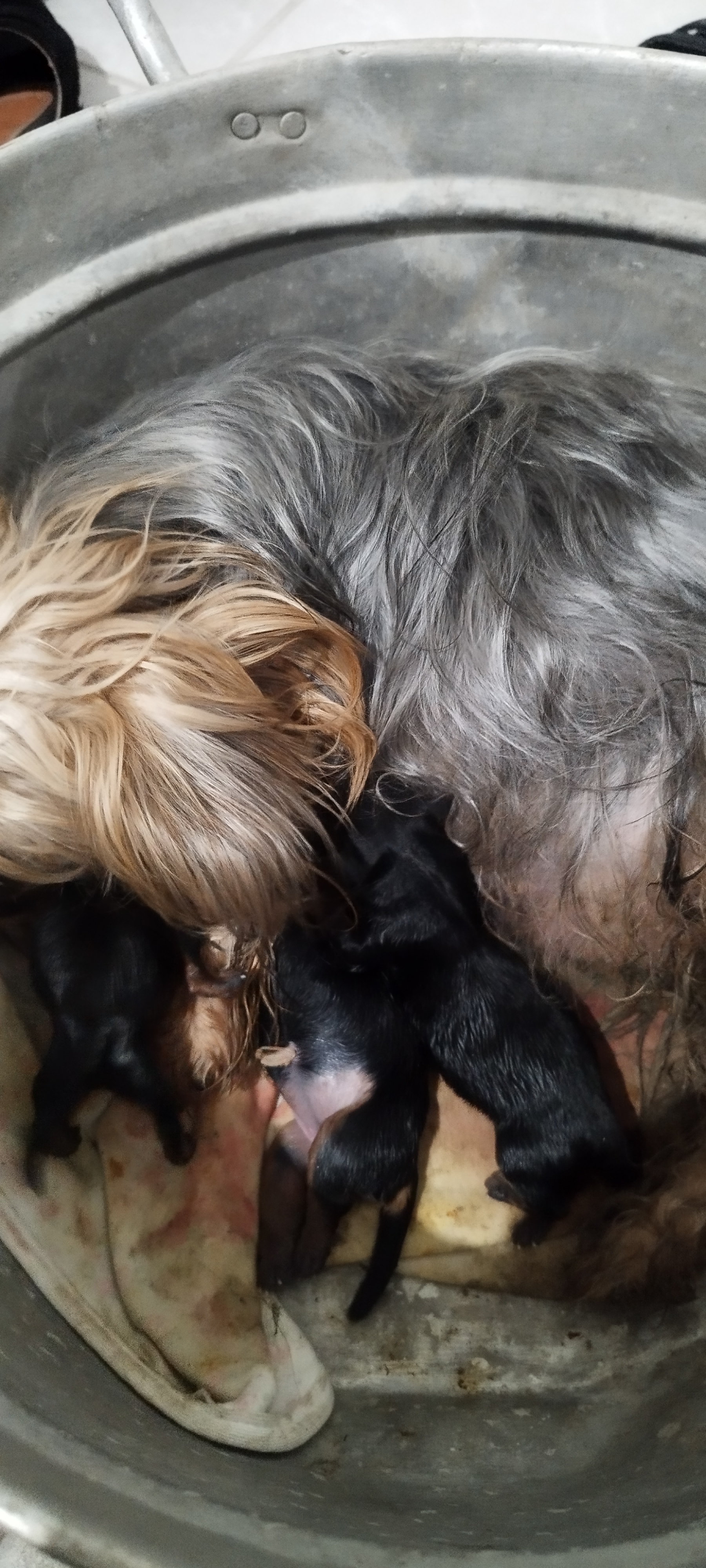 animales y mascotas - Yorkshire terrier puppies machos  4