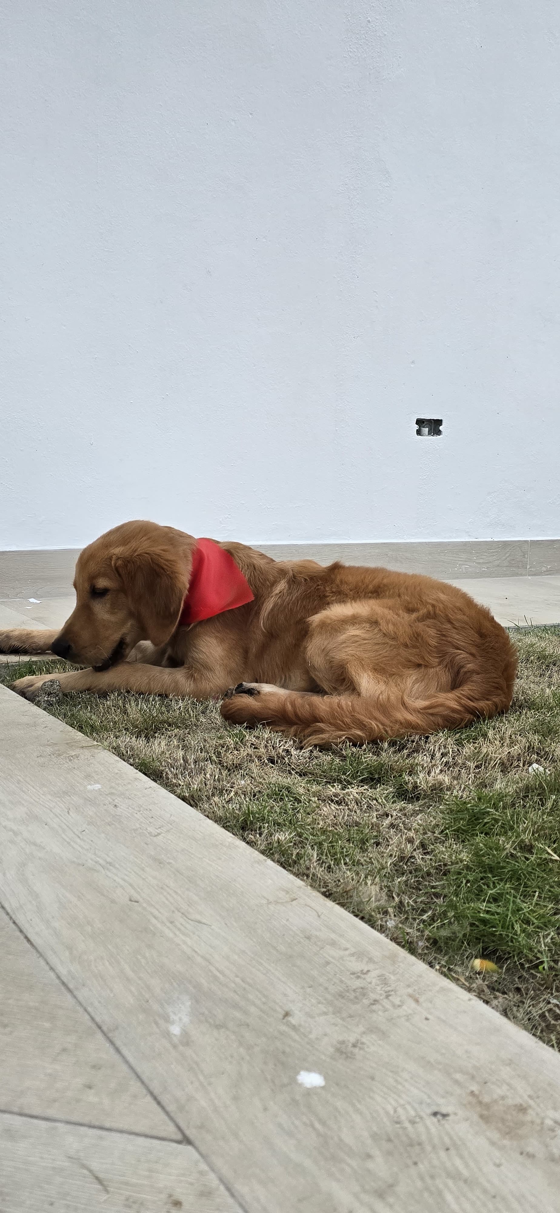 animales y mascotas - Mascota Golden Retrieverperro 2