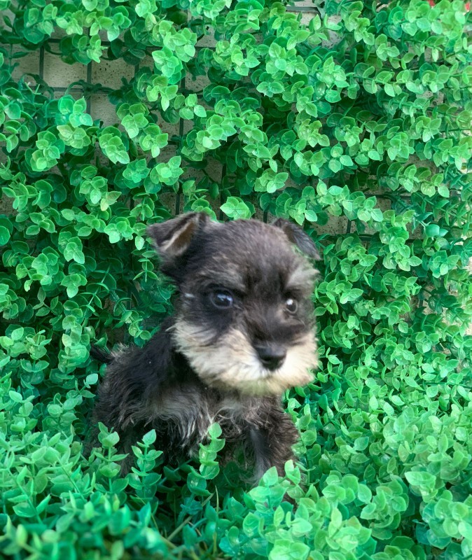 animales y mascotas - schnauzer Mini, negro y sal y pimienta 4