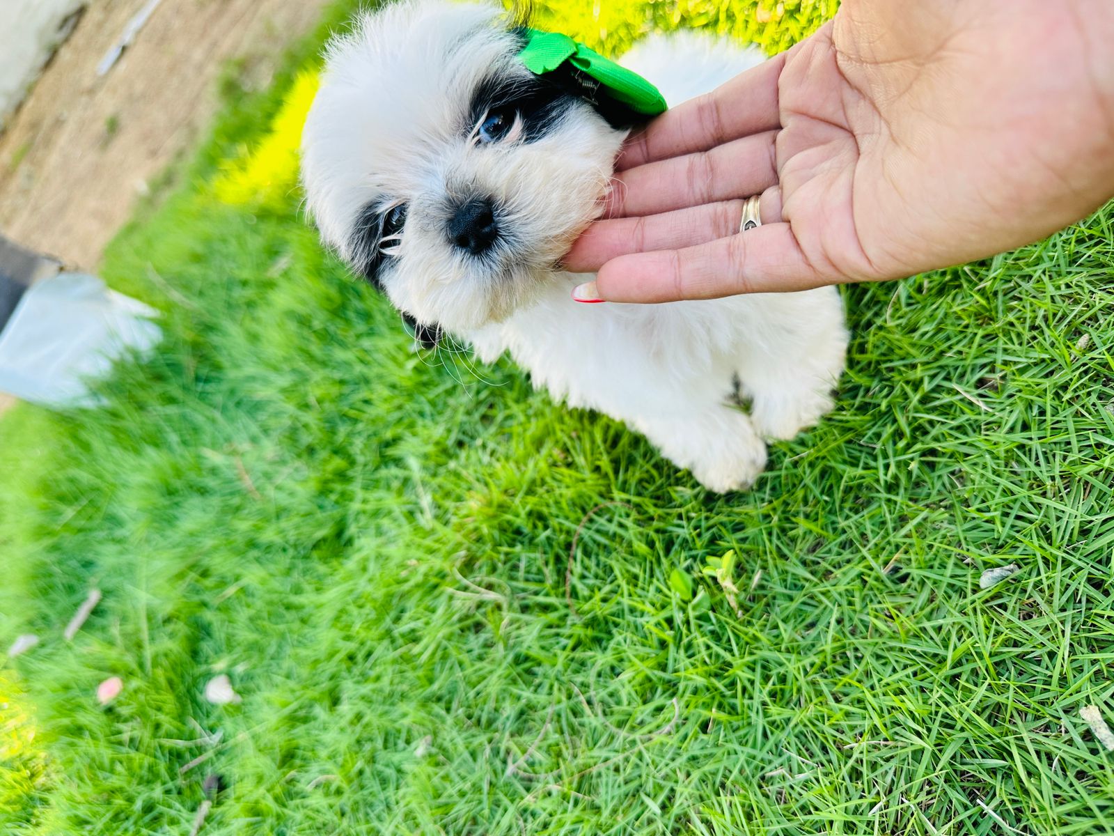 animales y mascotas - hermosos Cachorritos de shipoo mini ambos sexo  3