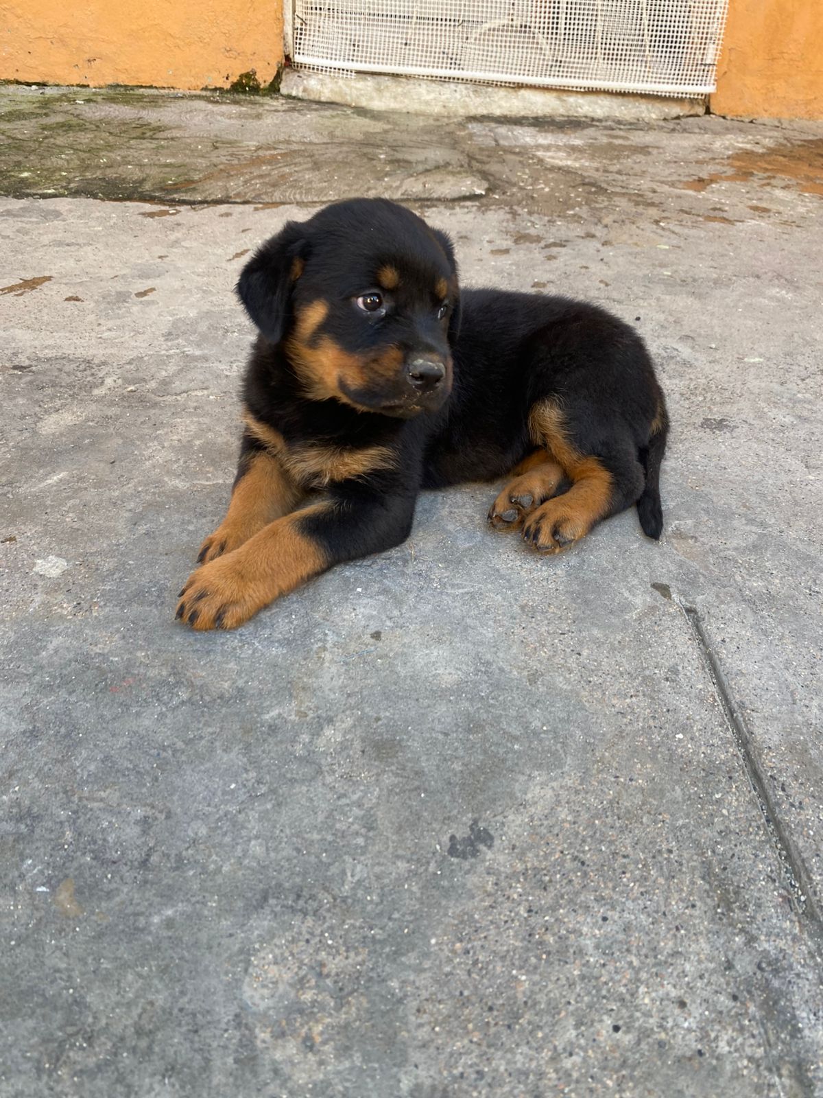 animales y mascotas - Hermosos cachorritos de Rottwailer con pedigree ambos sexo 4