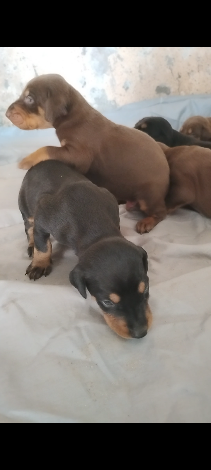 animales y mascotas - Venta de doberman Pincher hembra y macho 