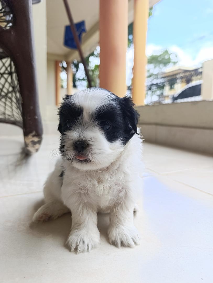 animales y mascotas - ¡Hermoso cachorra de Shih-poo en venta! 1