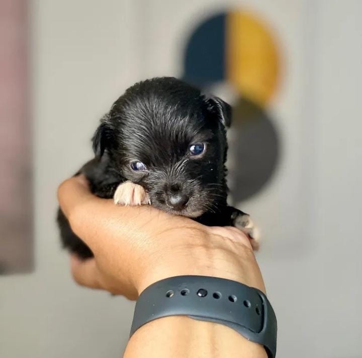 animales y mascotas - Chihuahua mariposa con poodle