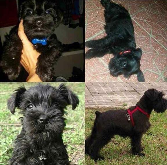 animales y mascotas - schnauzer Mini, negro y sal y pimienta 5