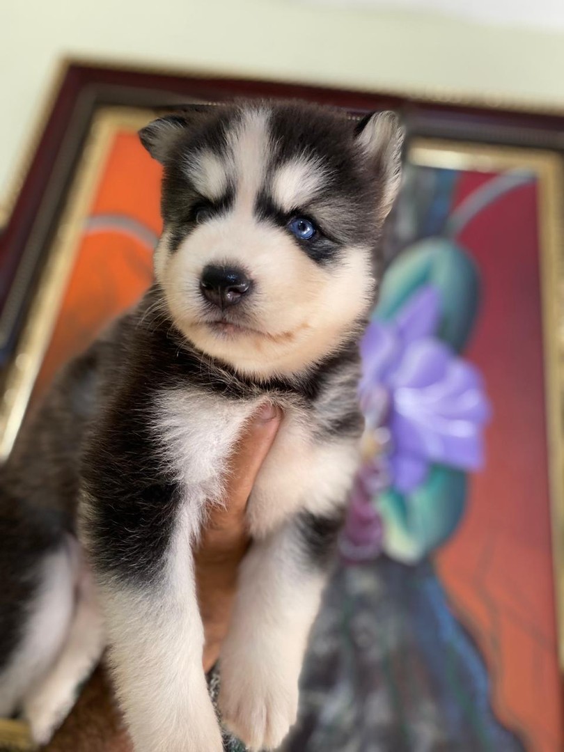 animales y mascotas - OFERTA CACHORRO HUSKY AMBOS SEXO EN SANTO DOMINGO Y VACUNA