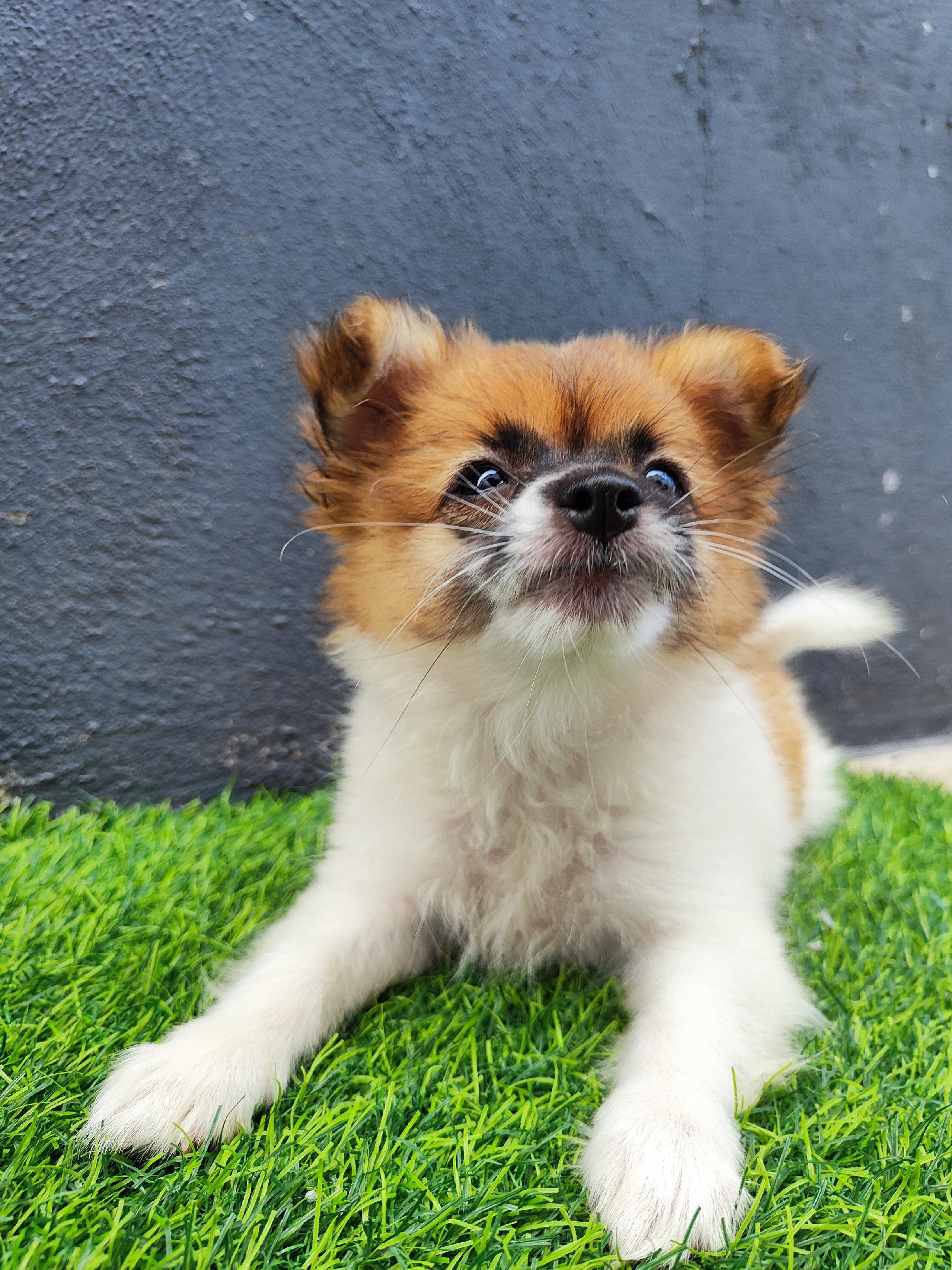 animales y mascotas - hermosa Chihuahua mariposa  1