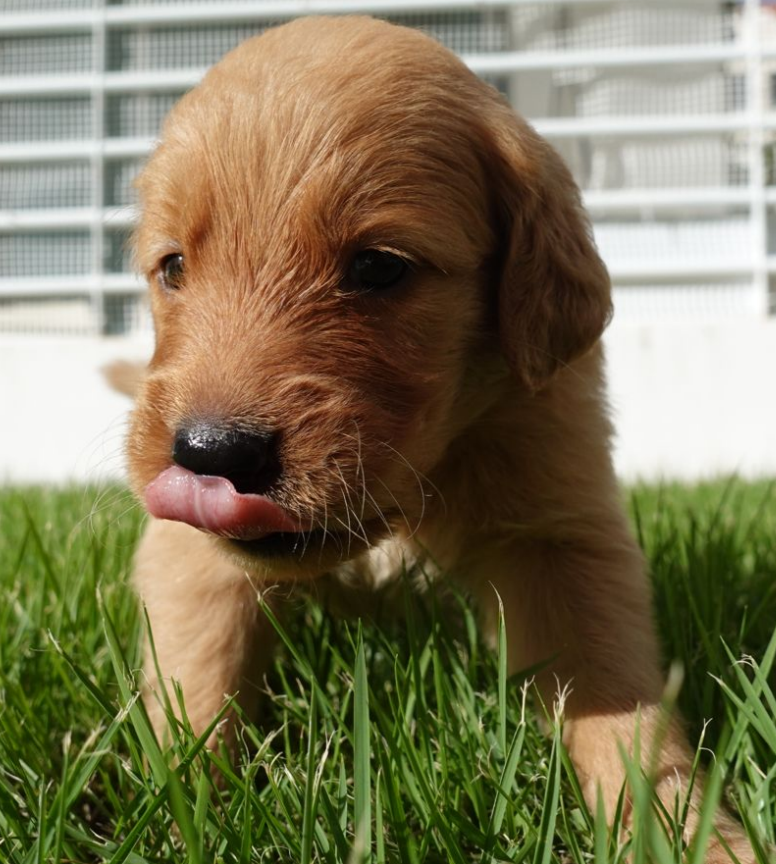 animales y mascotas - Hermosos Golden Retrivers En Venta 8