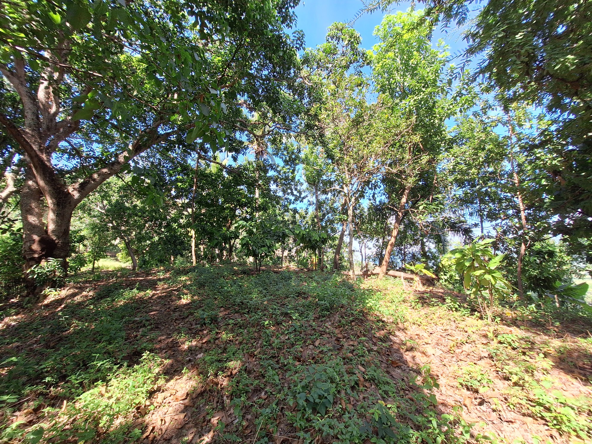 solares y terrenos - Propiedad con unas de las mejores vistas de villa altagracia 4