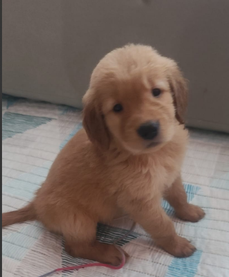 animales y mascotas - Hermosos Golden Retrivers En Venta 5