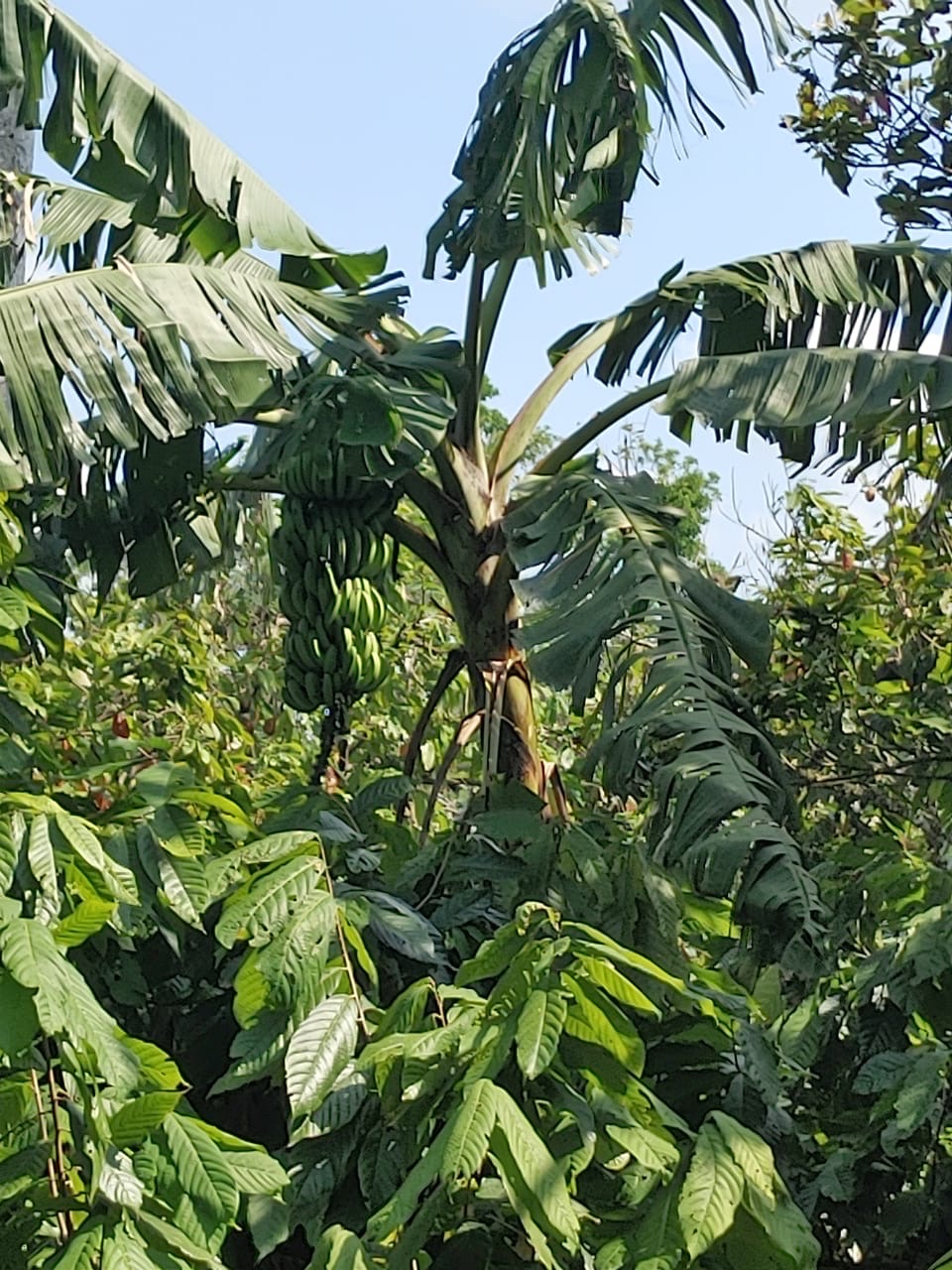 solares y terrenos - Se vende finca de cacao en San Francisco de Macoris con 807 tareas deslindada  8