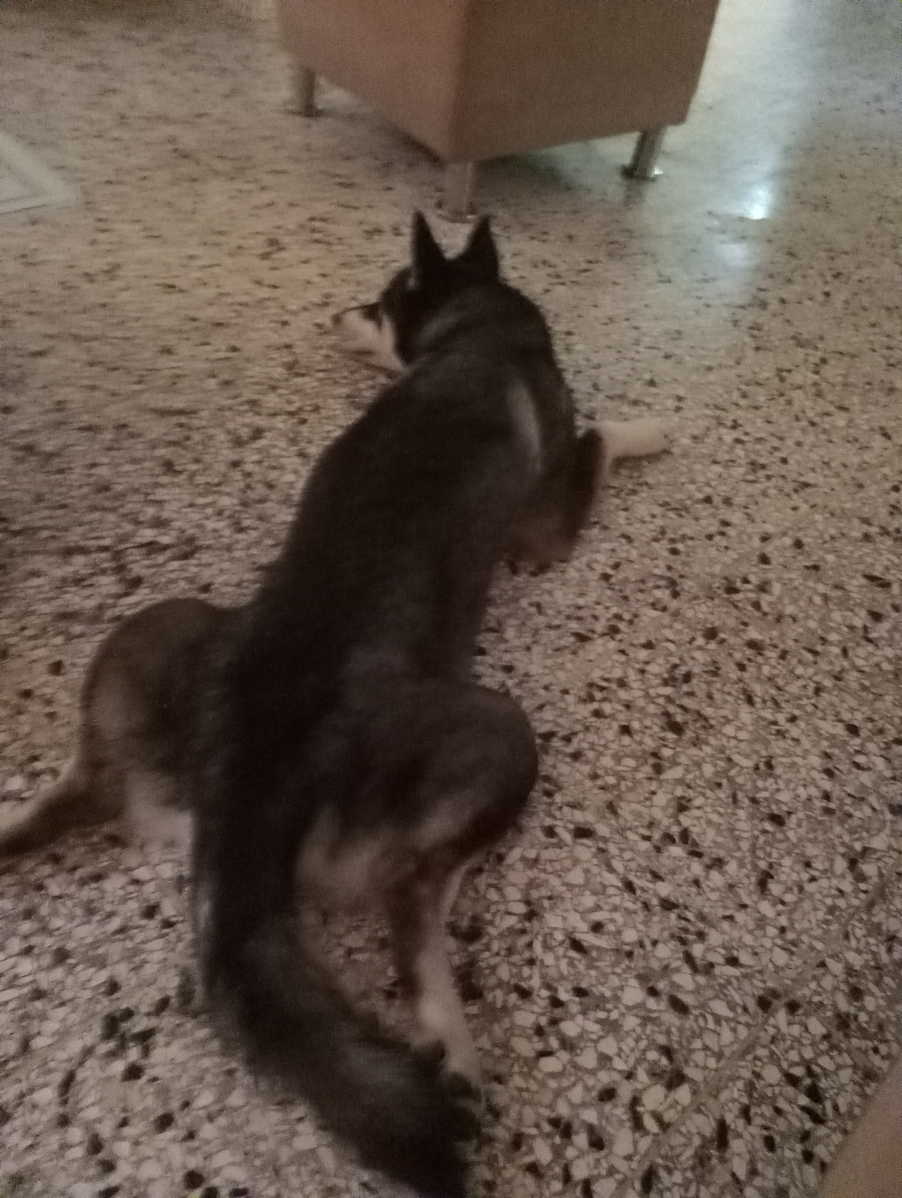 animales y mascotas - Perra husky siberiano pura en venta  0