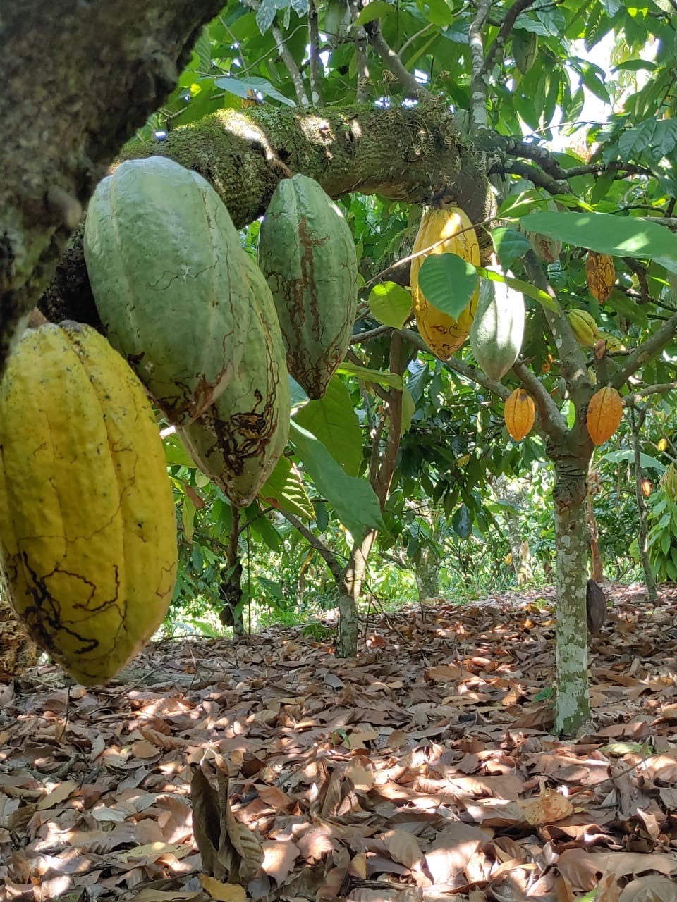 solares y terrenos - Se vende finca de cacao en San Francisco de Macoris con 807 tareas deslindada  9