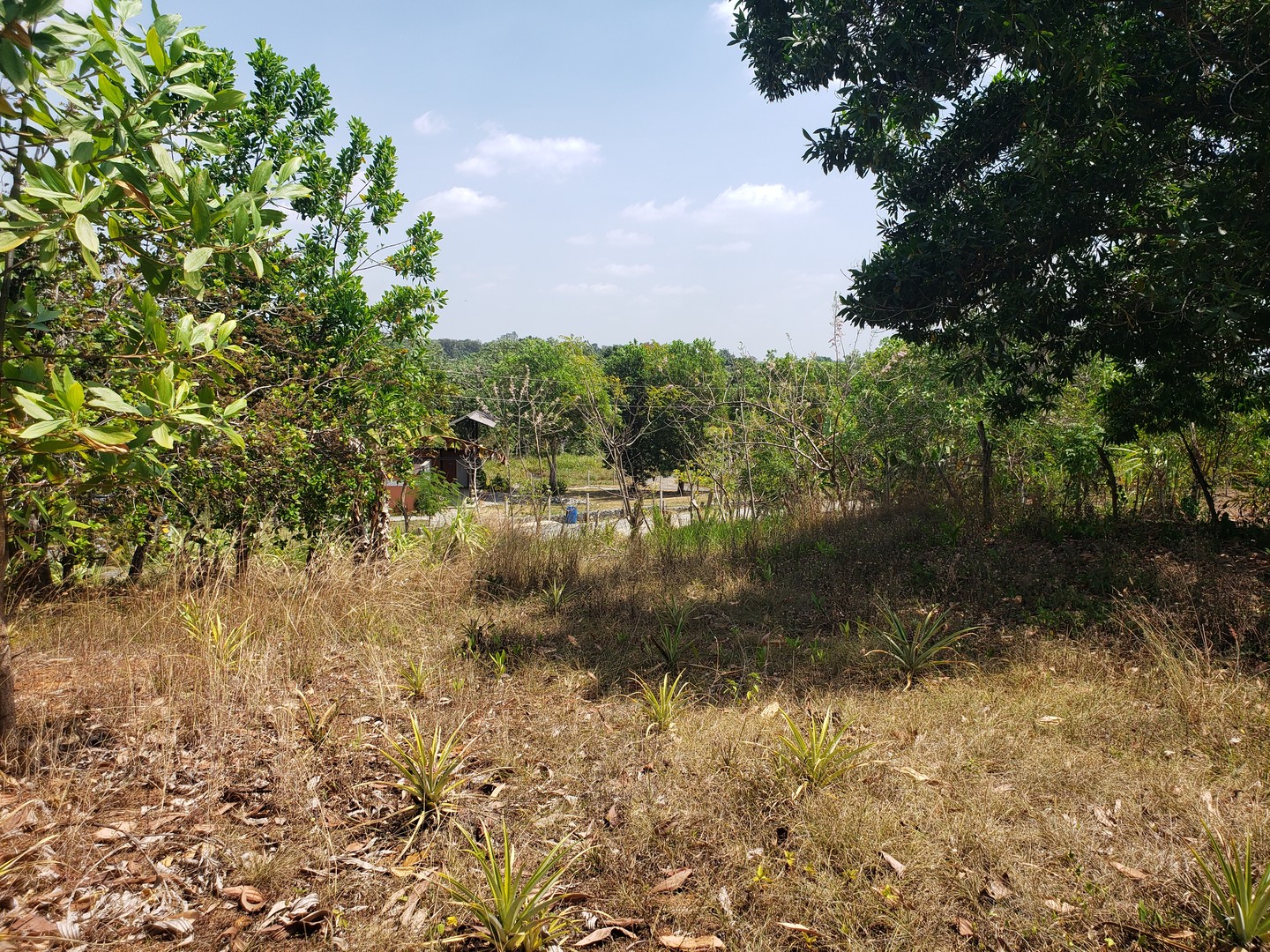 solares y terrenos - Venta de Solar  en la Comunidad Doña Amelia, Sector Sierra Prieta 0