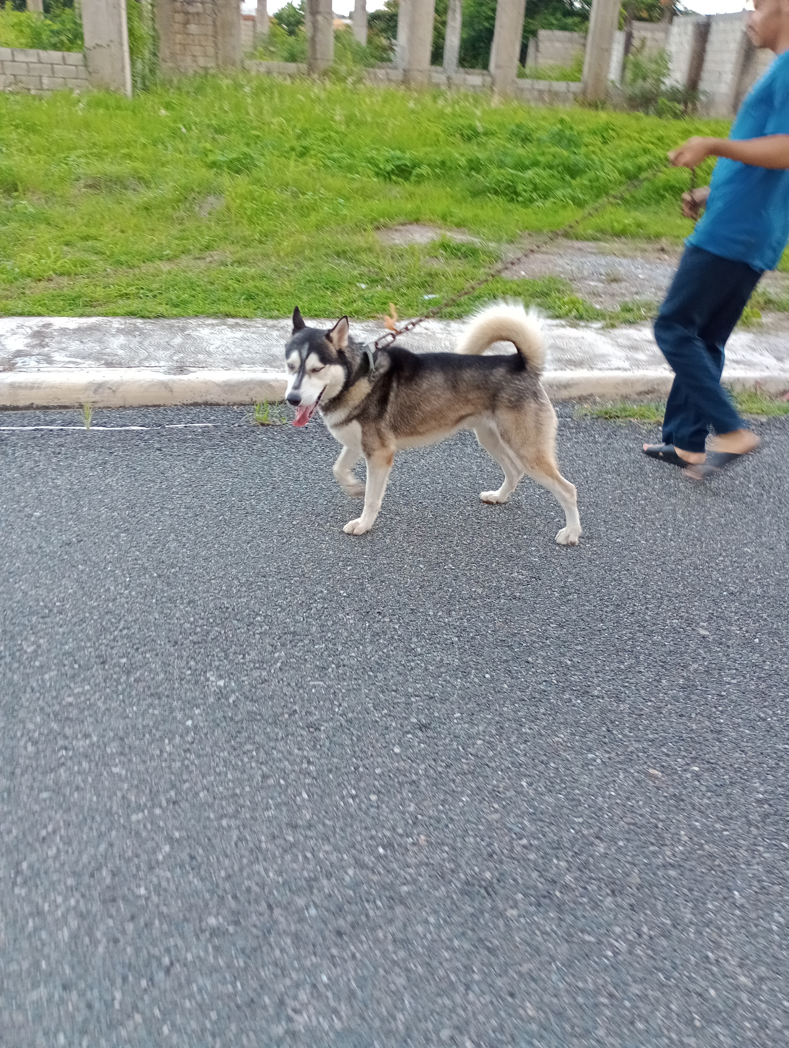 animales y mascotas - Perra husky siberiano pura en venta  1