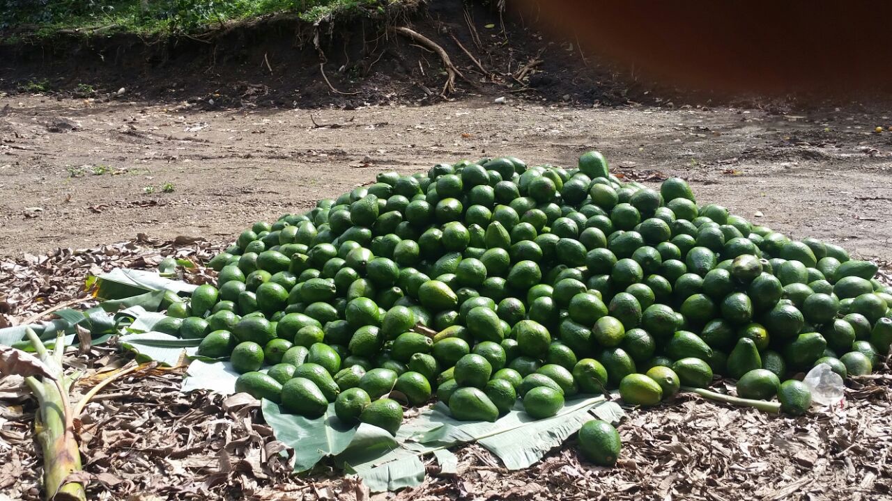 solares y terrenos -  finca de aguacate en Cambita San Cristobal de 201 tarea ,agua dentro  2