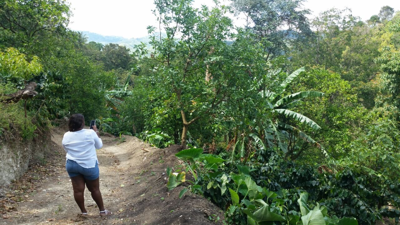 solares y terrenos -  finca de aguacate en Cambita San Cristobal de 201 tarea ,agua dentro  4