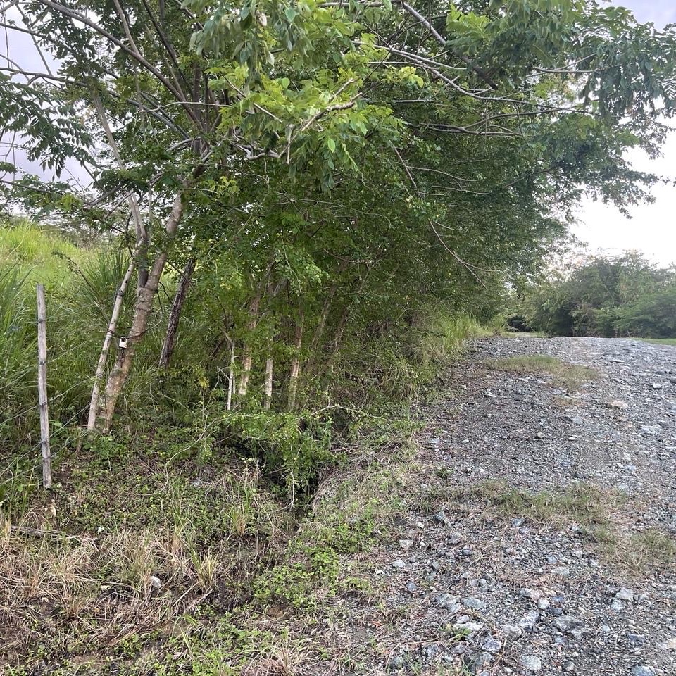 solares y terrenos - Se vende solar en la comunidad de camu, puerto plata  0