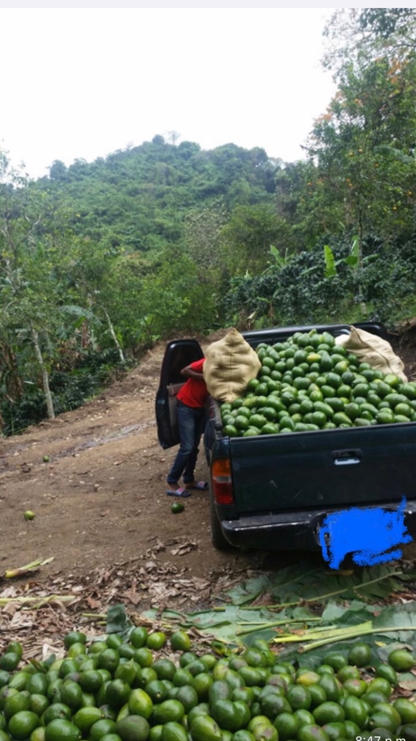 solares y terrenos -  finca de aguacate en Cambita San Cristobal de 201 tarea ,agua dentro  5