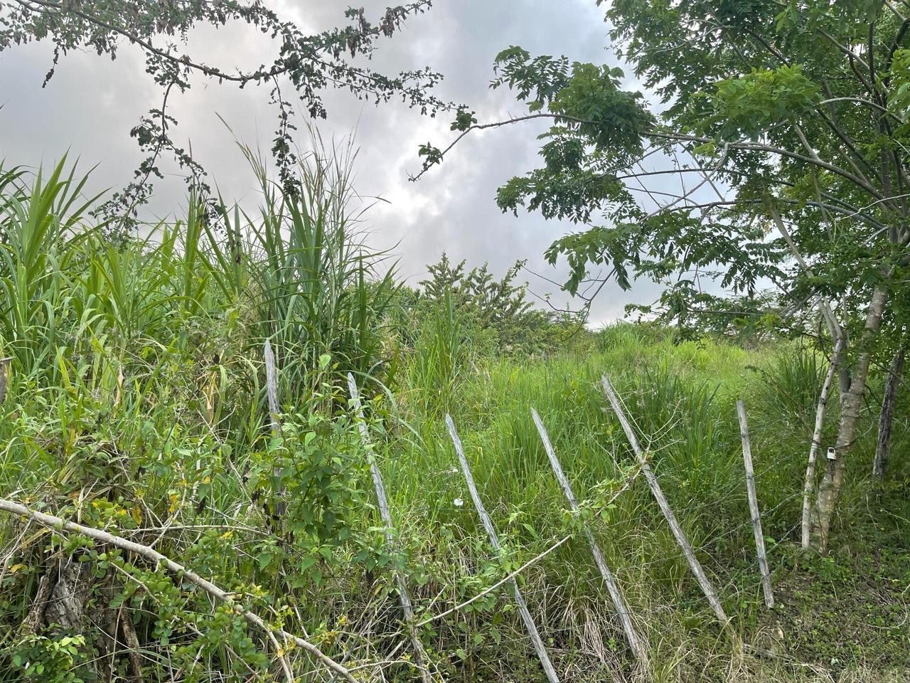 solares y terrenos - Se vende solar en la comunidad de camu, puerto plata  1